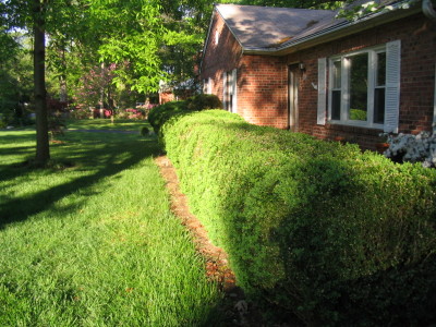 boxwood