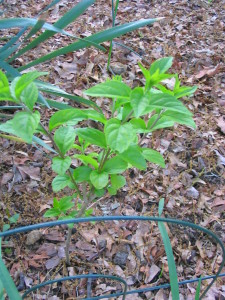 callicarpa_early_amethyst
