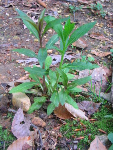 cardinal_flower