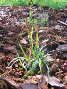 carex_Nigra_only_seedheads_black