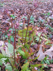 christmas_fern