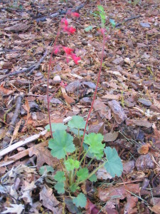 coral_bells_firefly_huchera