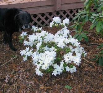 cute_white_azalea