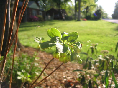 enkianthus_at_sunrise