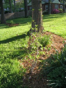 enkianthus_shrub