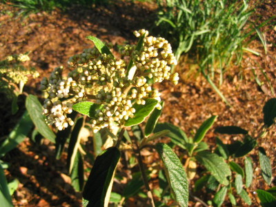 leatherleaf_viburnum_flowerbuds