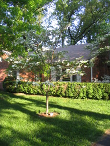 little_dogwood