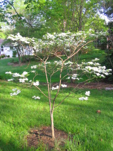 little_dogwood_back