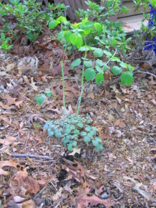 meadow_rue_Lavender_Mist