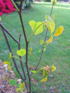 new_redbud_leaves