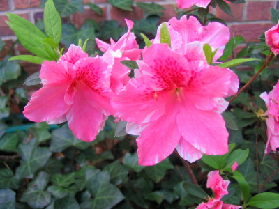 pink_azalea_blooms