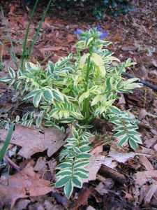 polmonium_brise_d_anjou