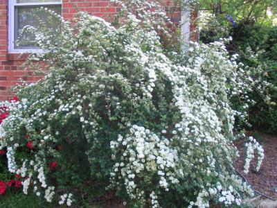 spirea_in_full_bloom