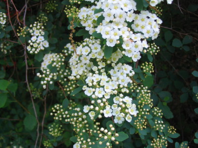 spirea_tiny_flowers