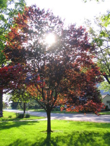 sun_through_purple_leafed_plum