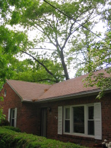 tall_oaks