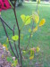 new_redbud_leaves