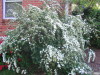 spirea_in_full_bloom