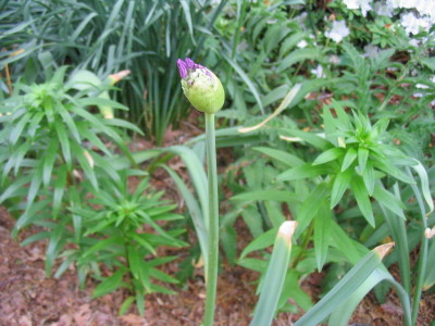 allium_cracking_bud