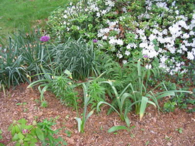 allium_starting