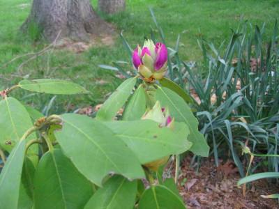purple_rhodie_flower_buds