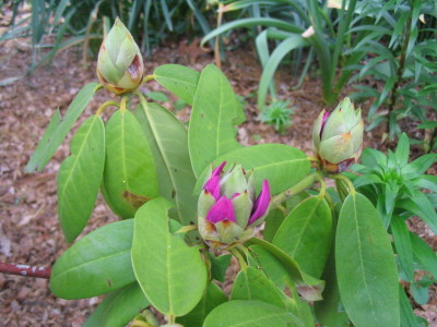 rhodie_flower_buds_starting_to_open