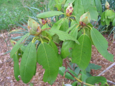 rhodie_flower_buds_unopened
