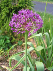 stretching_allium_flower