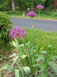 stunning_alliums