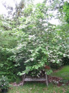 styrax_in_bloom
