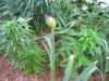 allium_cracking_bud