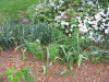allium_starting