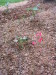 firefly_huchera_coral_bells_and_jack-in-the-pulpit