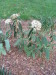 leatherleaf_viburnum