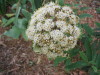 leatherleaf_viburnum_bloom