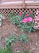 pink_rhodie_starting_to_bloom_and_clematis_buds