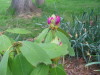 purple_rhodie_flower_buds