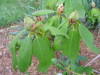 rhodie_flower_buds_unopened
