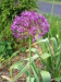 stretching_allium_flower