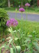 stunning_alliums