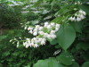 styrax_fragrant_japanese_snowbell_blossoms