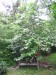 styrax_in_bloom