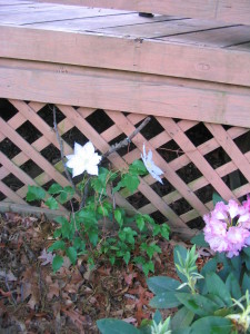 clematis_gillian_blades_type_B