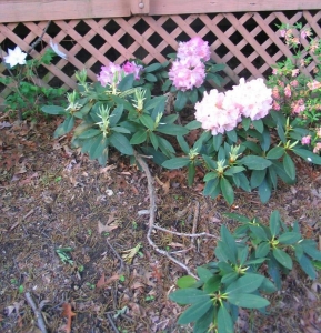 rhodie_pink_porch