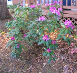 rhodie_purple_porch