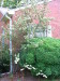 blooming_cotoneaster
