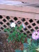 clematis_gillian_blades_type_B