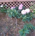 rhodie_pink_porch