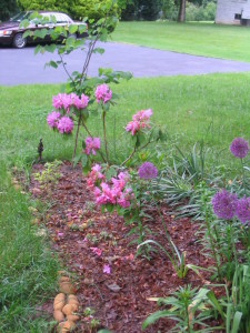 azalea_and_allium