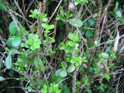 buxuscide_leaves_forming